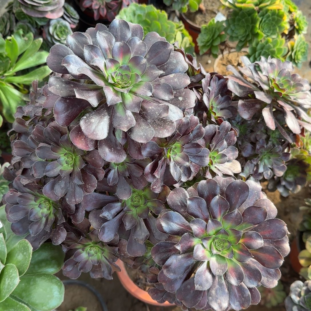 晚霞四年桩孤品包邮断枝不包