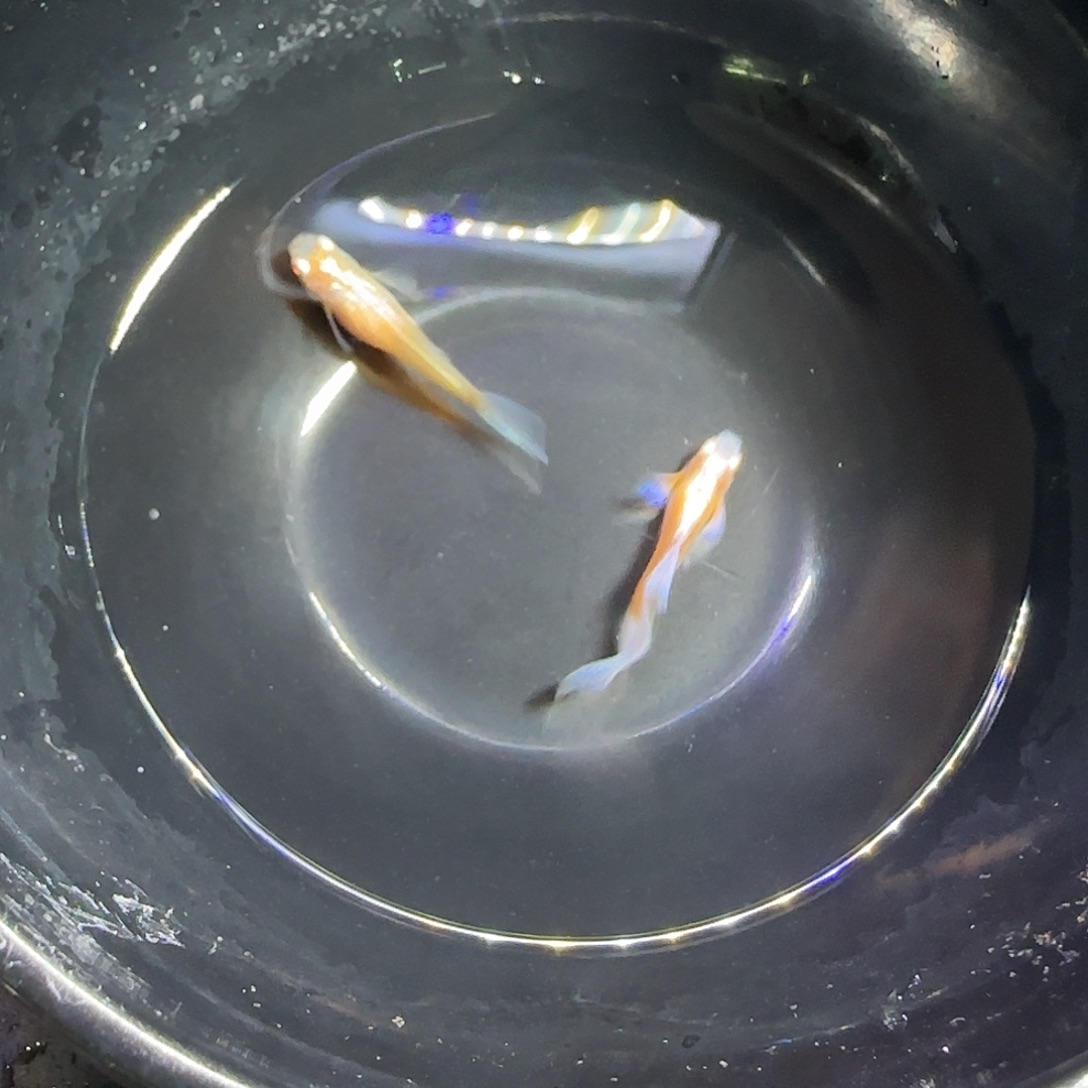 孔雀鱼紫白飞船一对