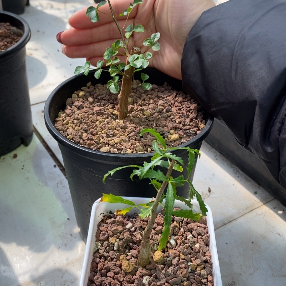 一***母波叶没药飞羽没药