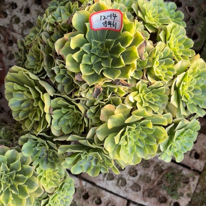 绿豆沙多肉法师不包损61