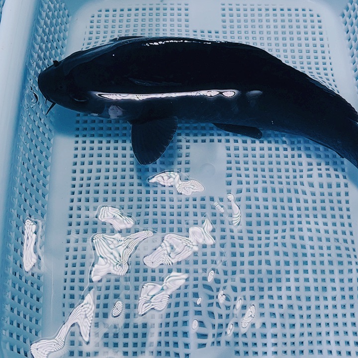 海水鱼锦鲤观赏鱼