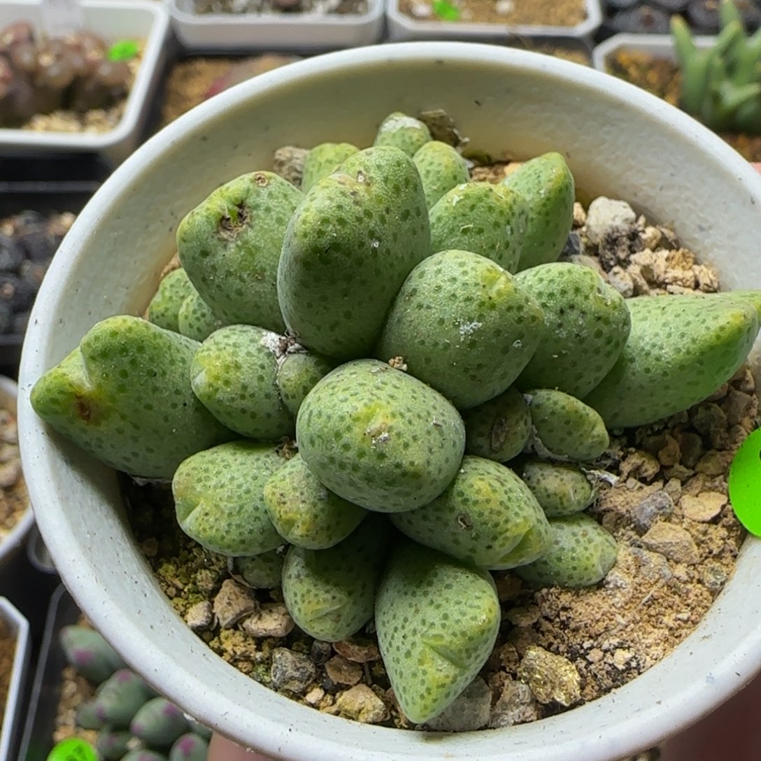蟠桃斑马群31头多肉植物325