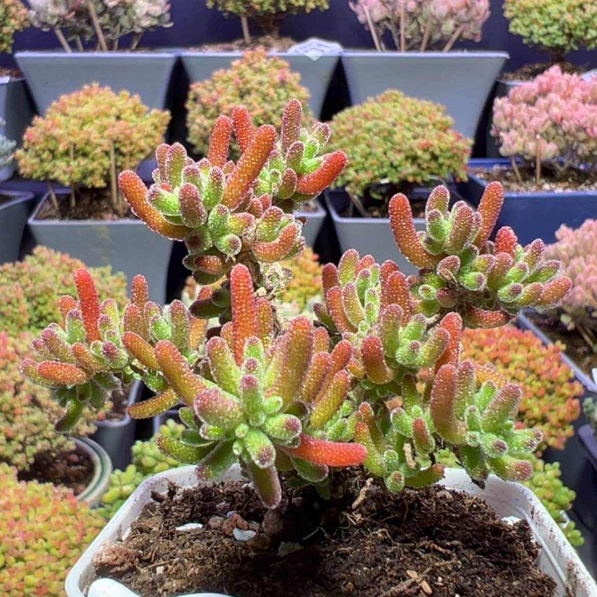 【闪购商品】d509冰川枝干番杏