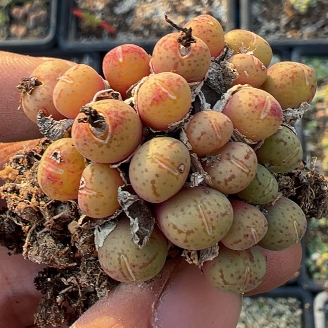 多肉植物1111111111111111