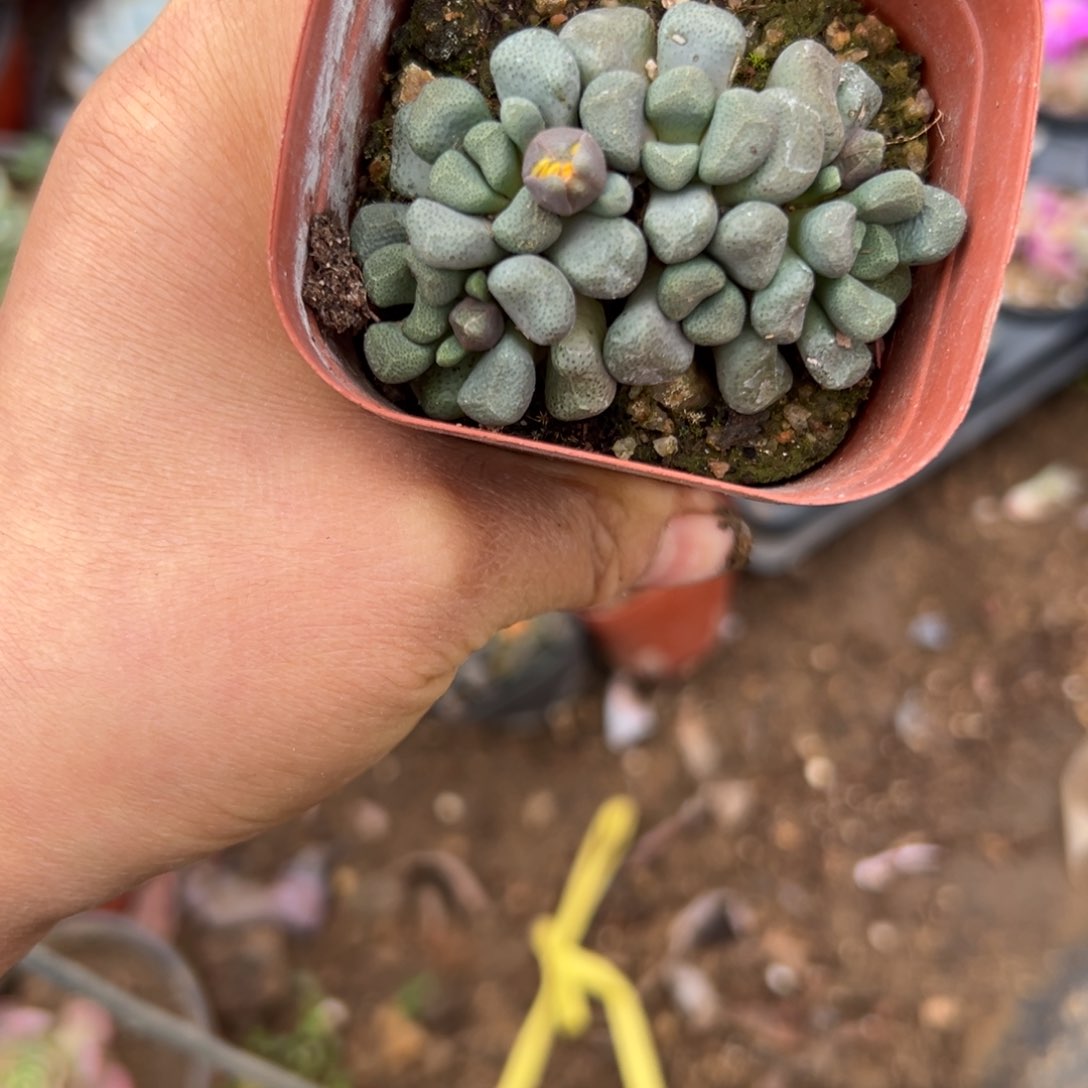 偶尔亩中央音乐学院