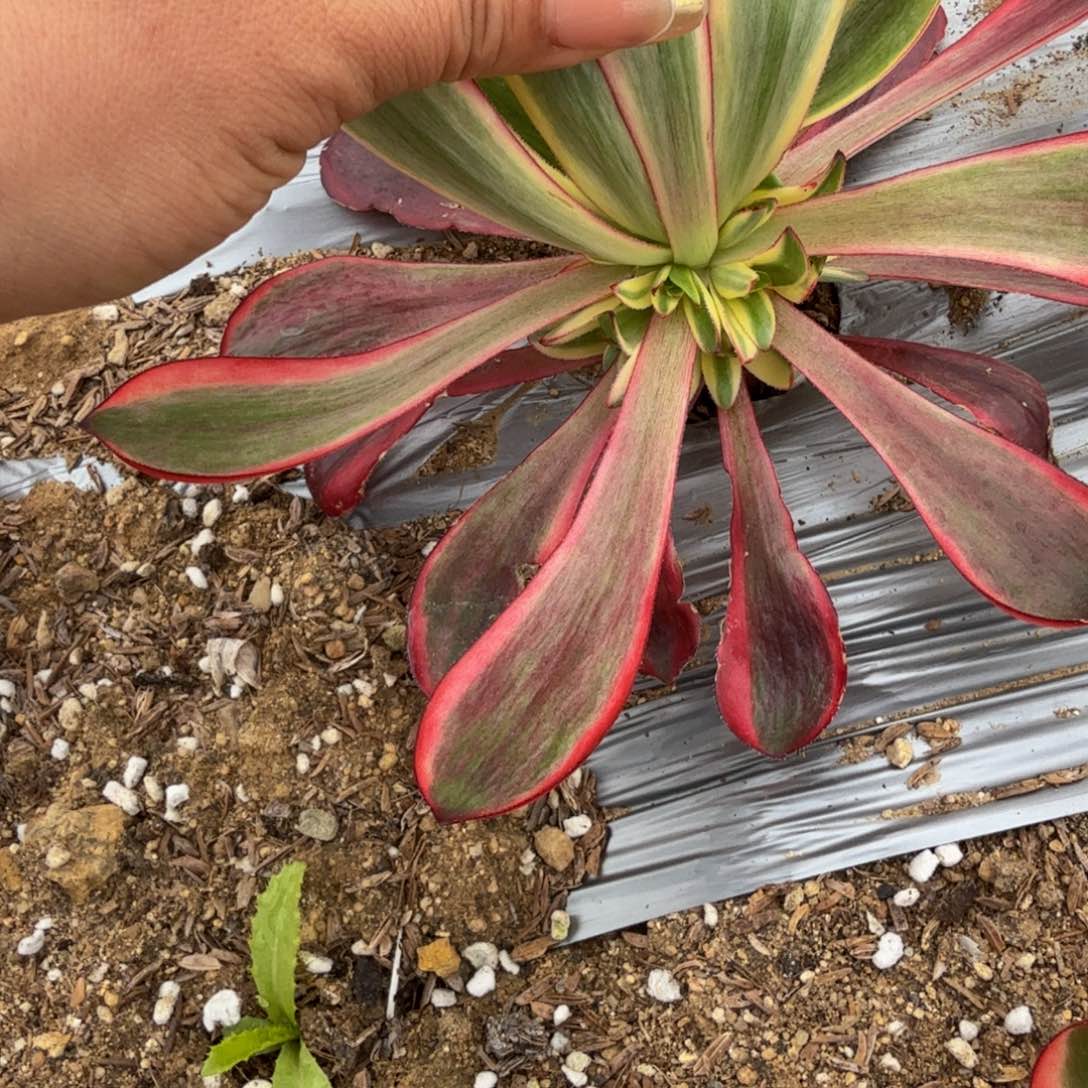 1886红魔女。多肉植物