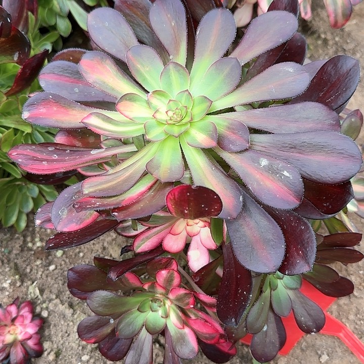 4-1019花蝴蝶多肉法师