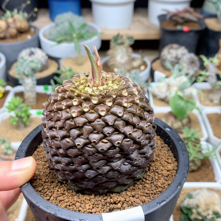 实生铁甲丸母本带盆6.7cm