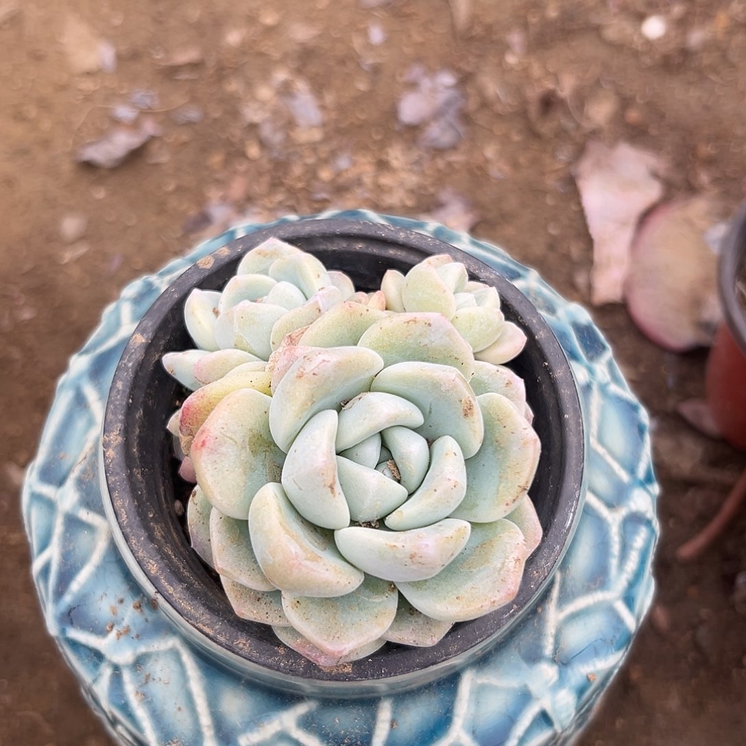 多肉植物多肉植物