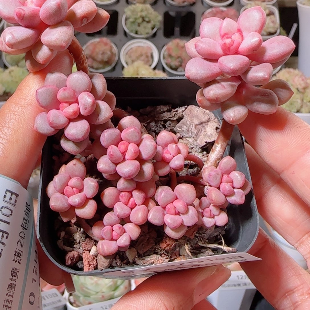 花语多肉1210-98杂交