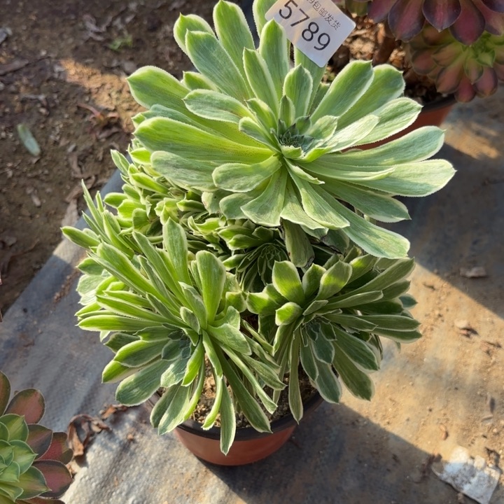 碧浪多肉法师5789