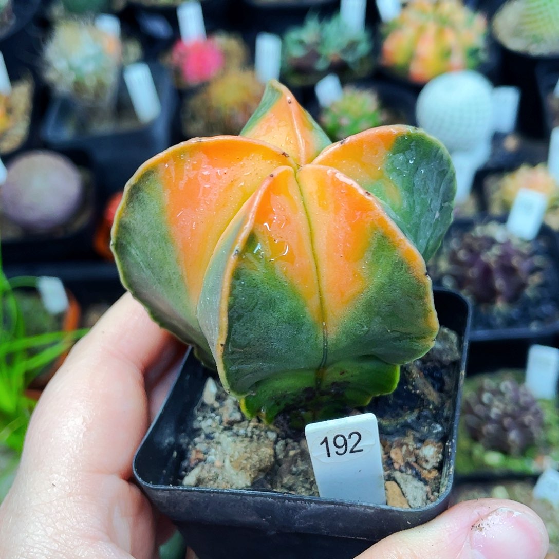 红叶非偏远地区满25包邮仙人球