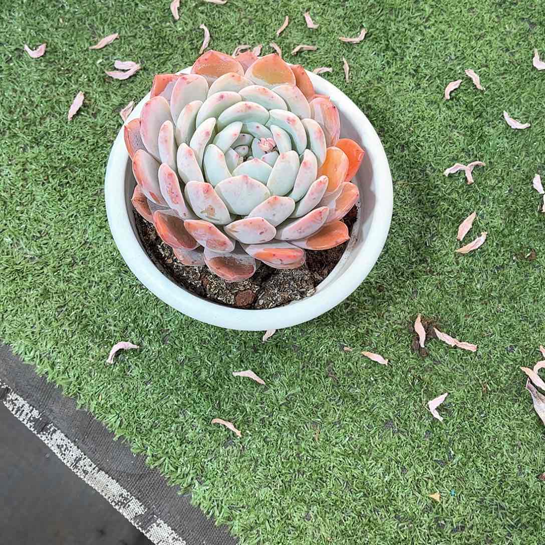 从*橙梦露多肉植物