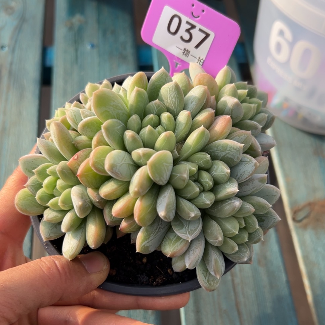 江****37、还是多昏昏沉沉本办法