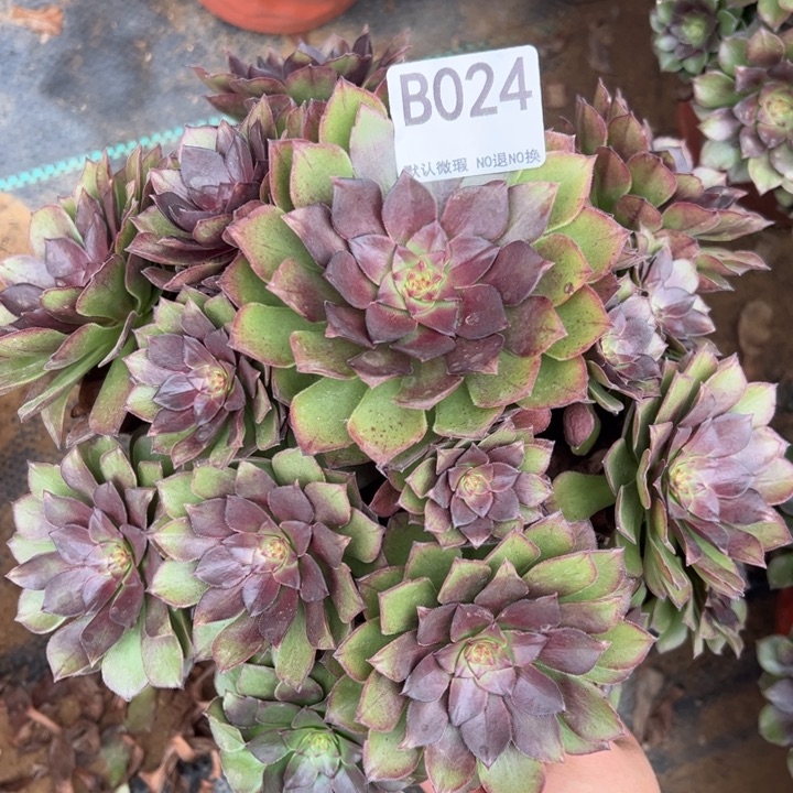 桃花石多肉植物024.