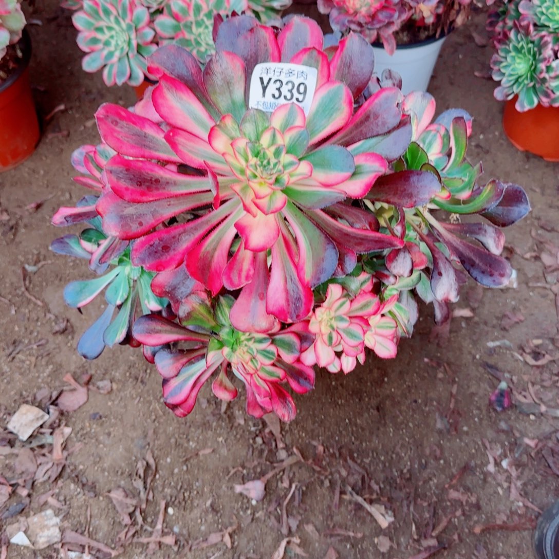 花蝴蝶法师339冠幅26