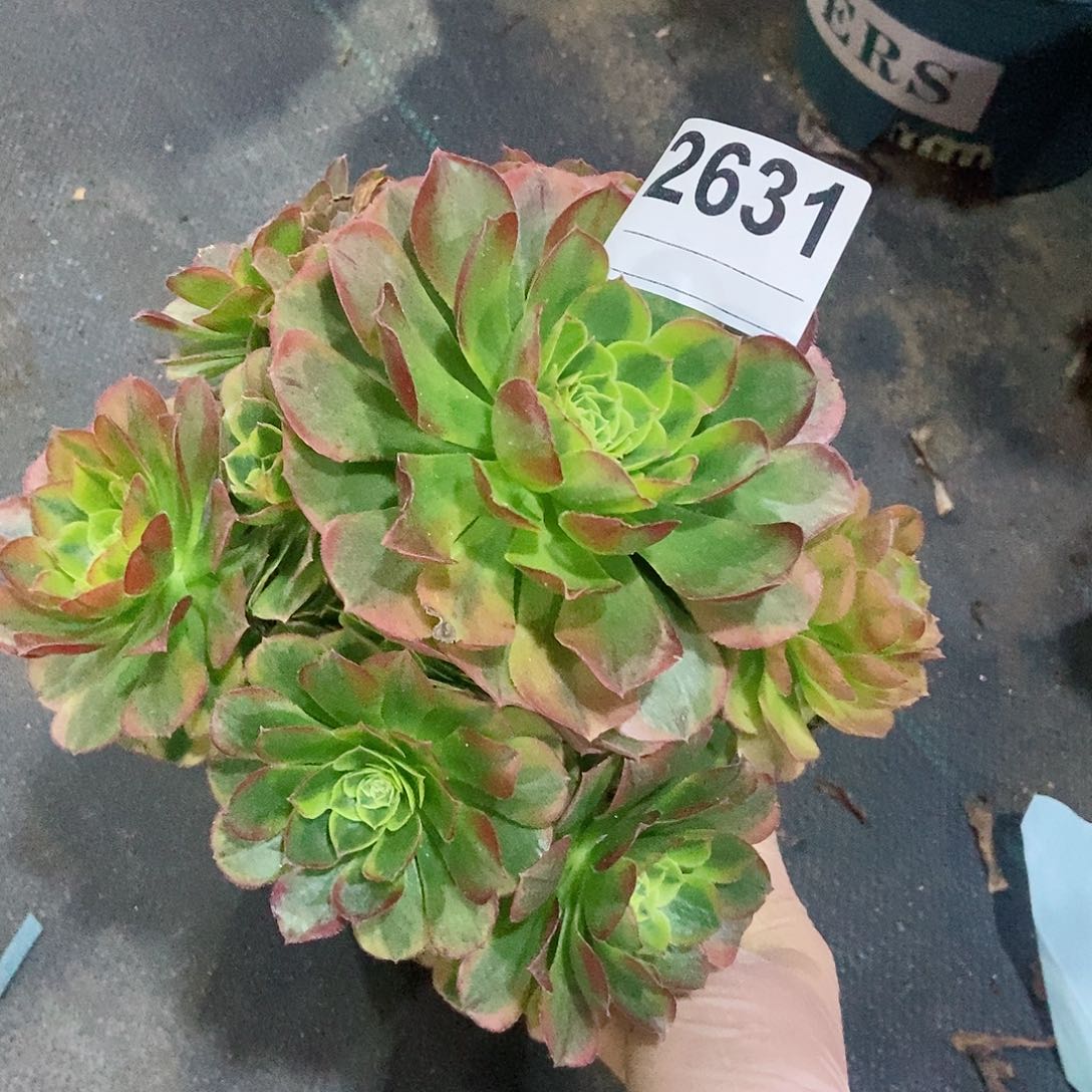 红陶2631奶白小颗4多肉