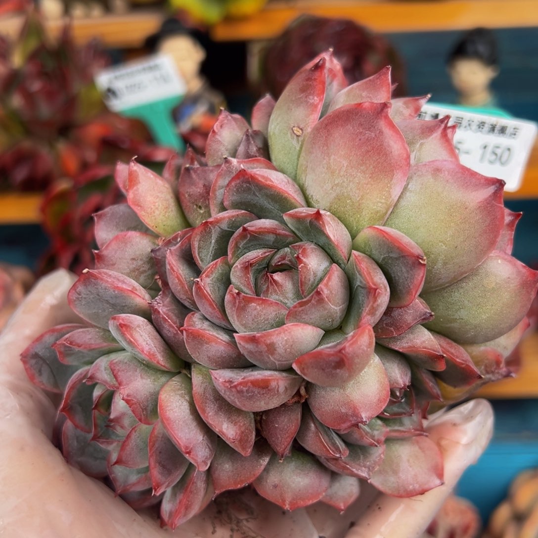 从前慢多肉精选编号0225.150