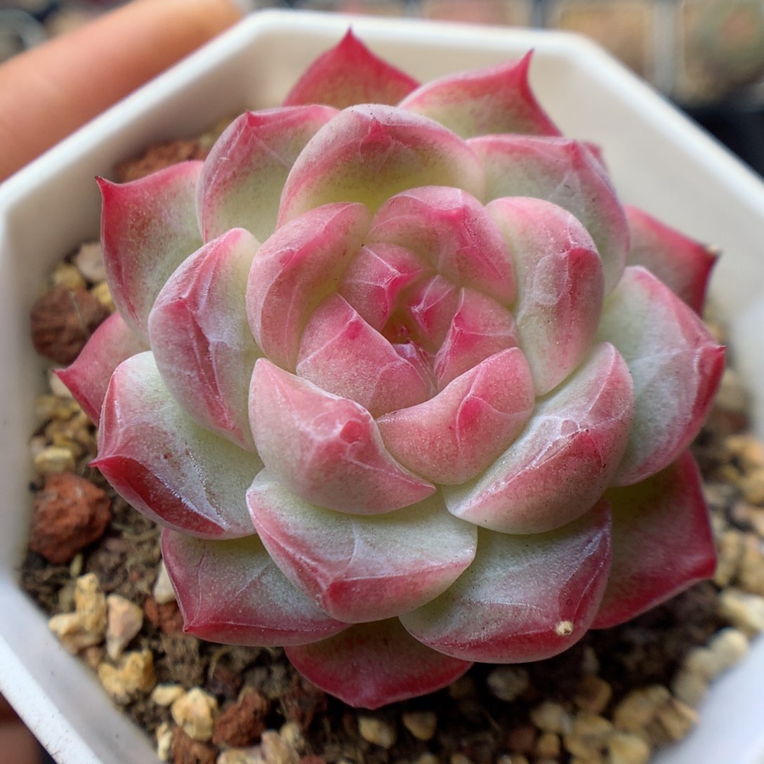 多肉植物。  糖心28