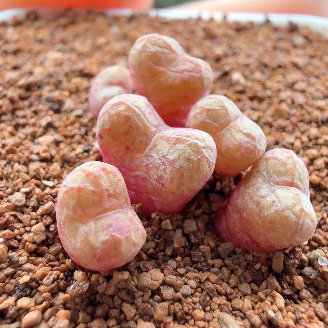 2.22.12/布吉岛杂交/多肉植物