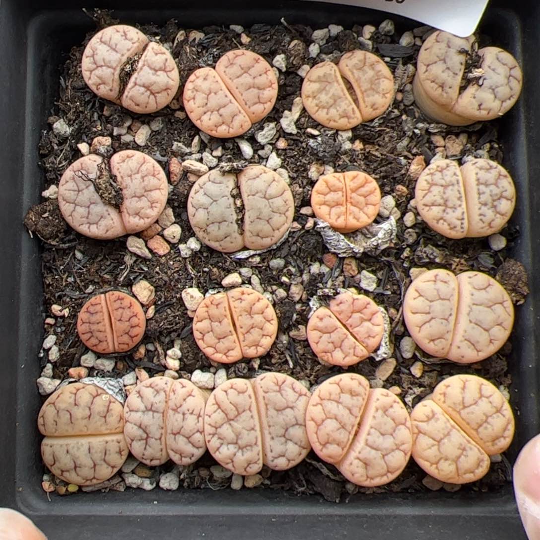 0814号 舞岚一盆 多肉植物