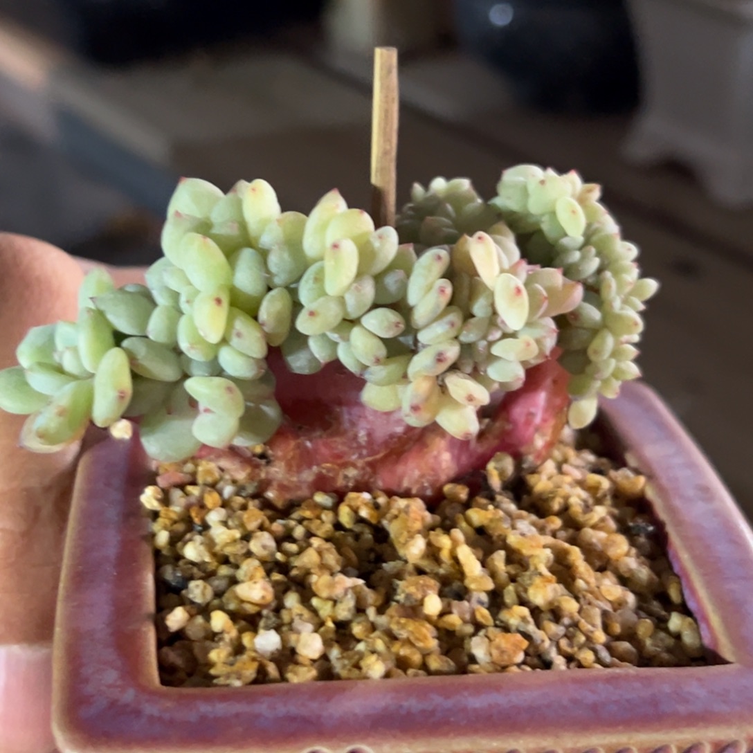 新年快乐 新年快乐 新年快乐