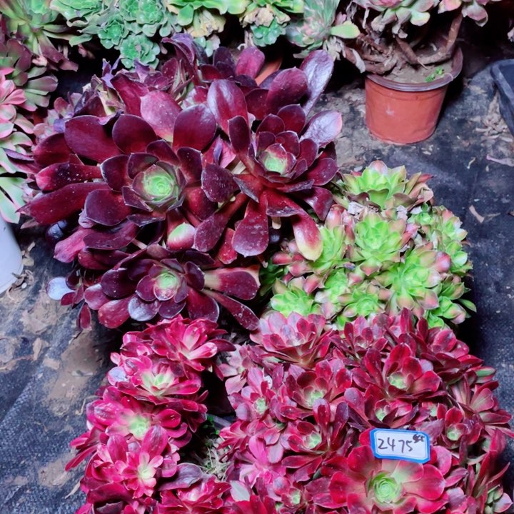 2475多肉植物组合