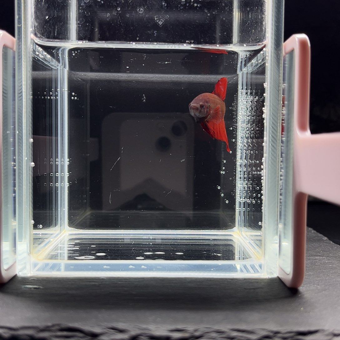 海水鱼宙斯斗鱼竞拍12-22
