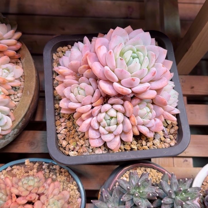 冷香多肉植物yanyujujin