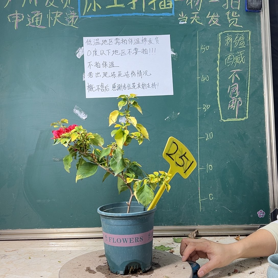 完全开放 造型 橙九月有变异 251