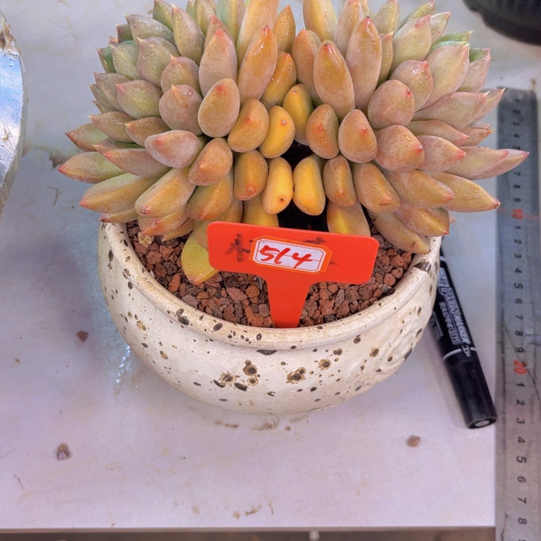 云*晚象牙514多肉植物