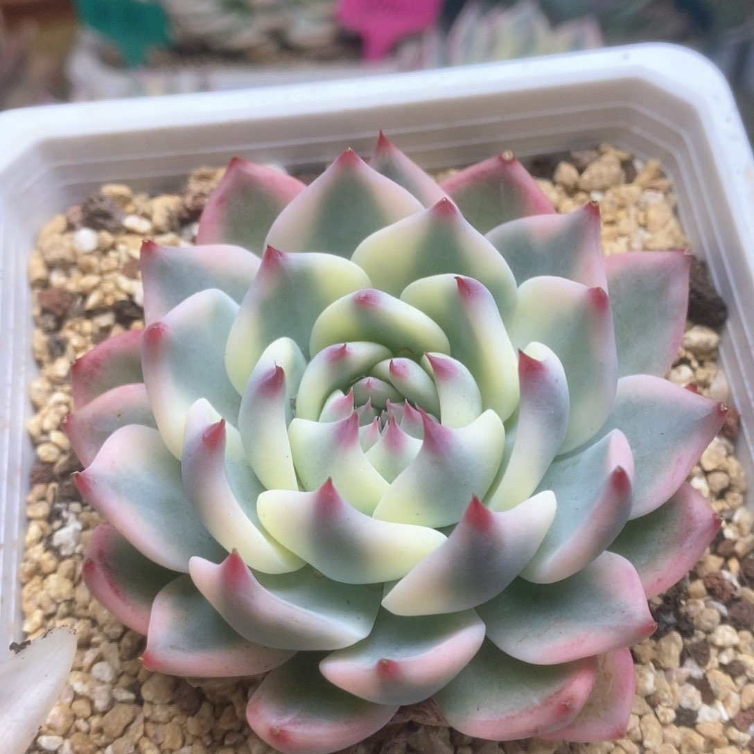 133锦锦锦锦锦锦