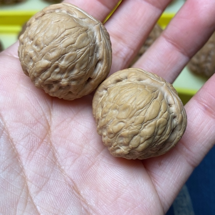 文玩核桃乾坤元宝29