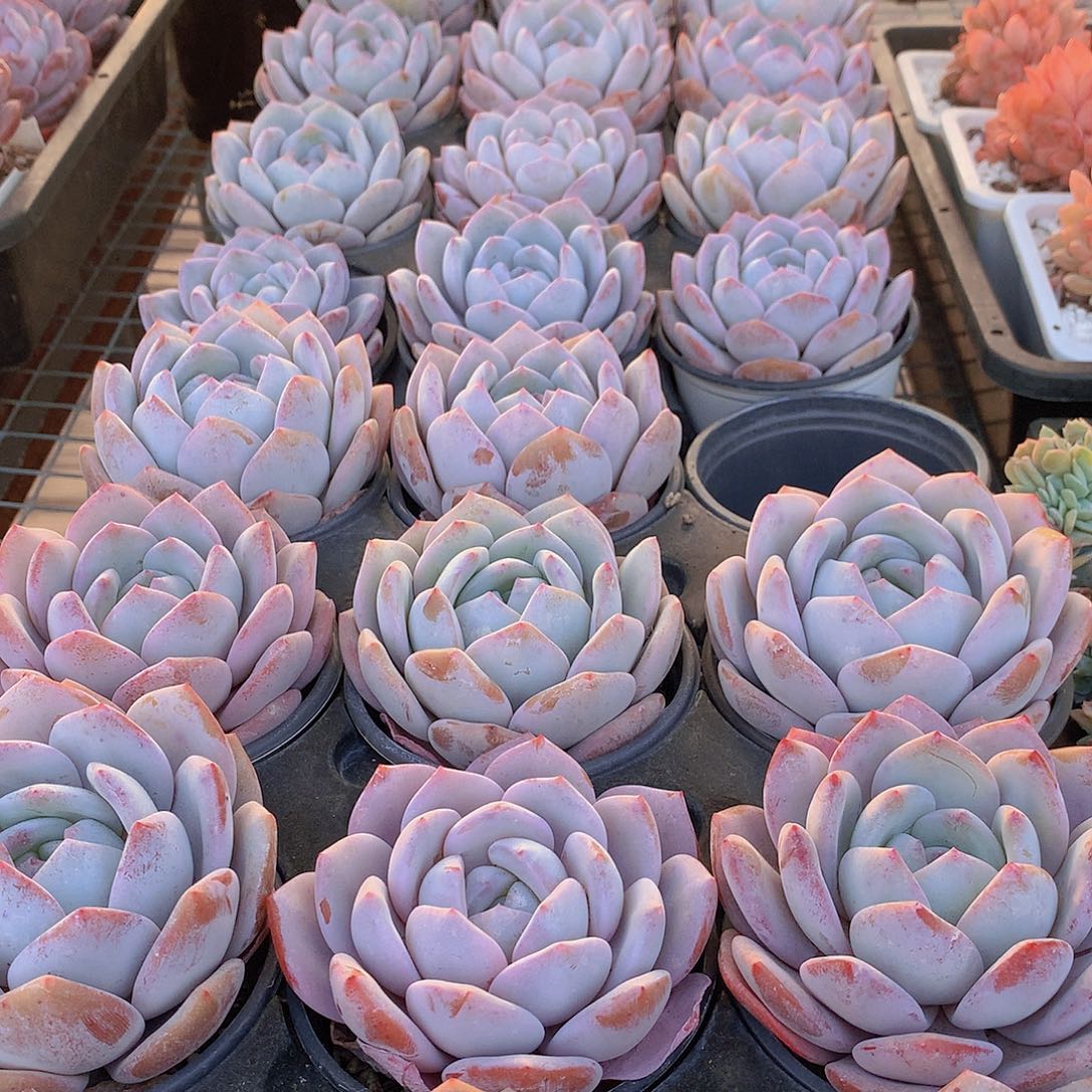 奶盖4567ryuiooppp8999