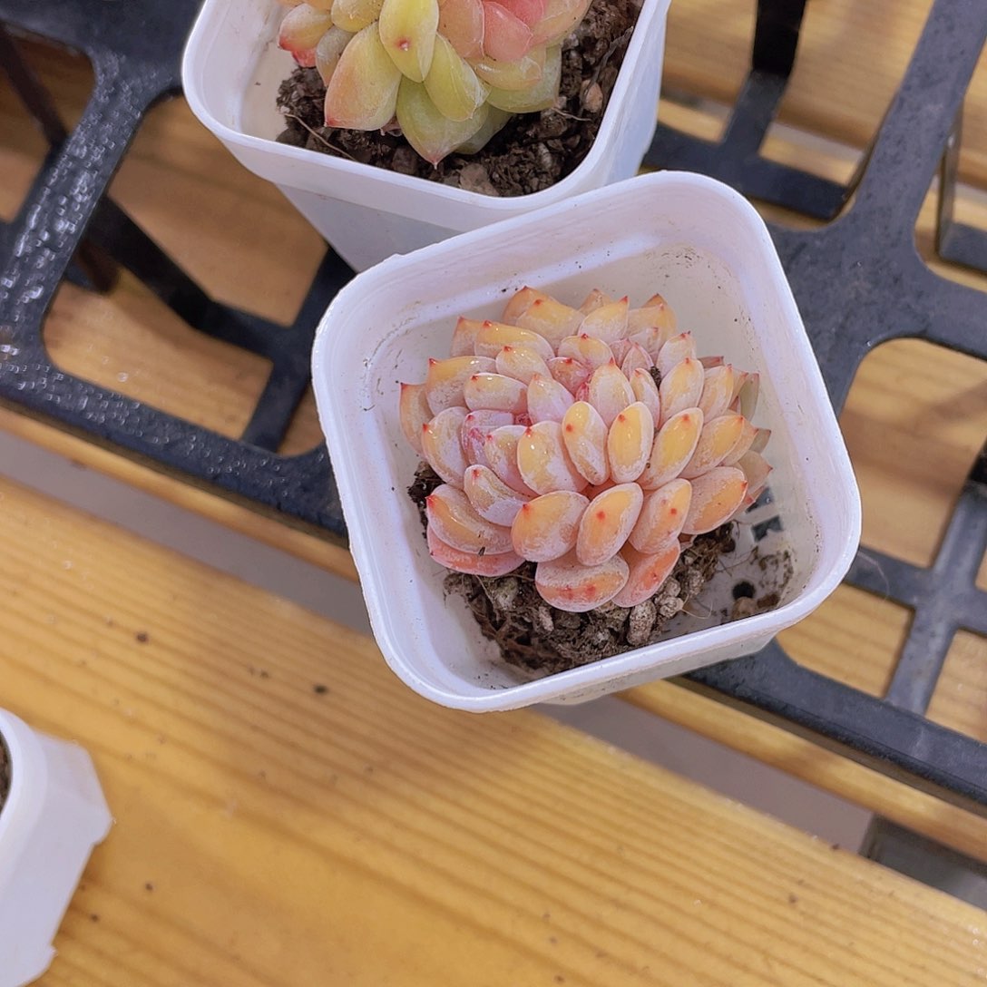 1467号 糖心琥珀缀化加仙女橙缀化