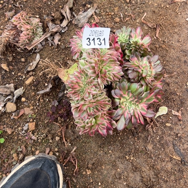 多肉植物3131种植物