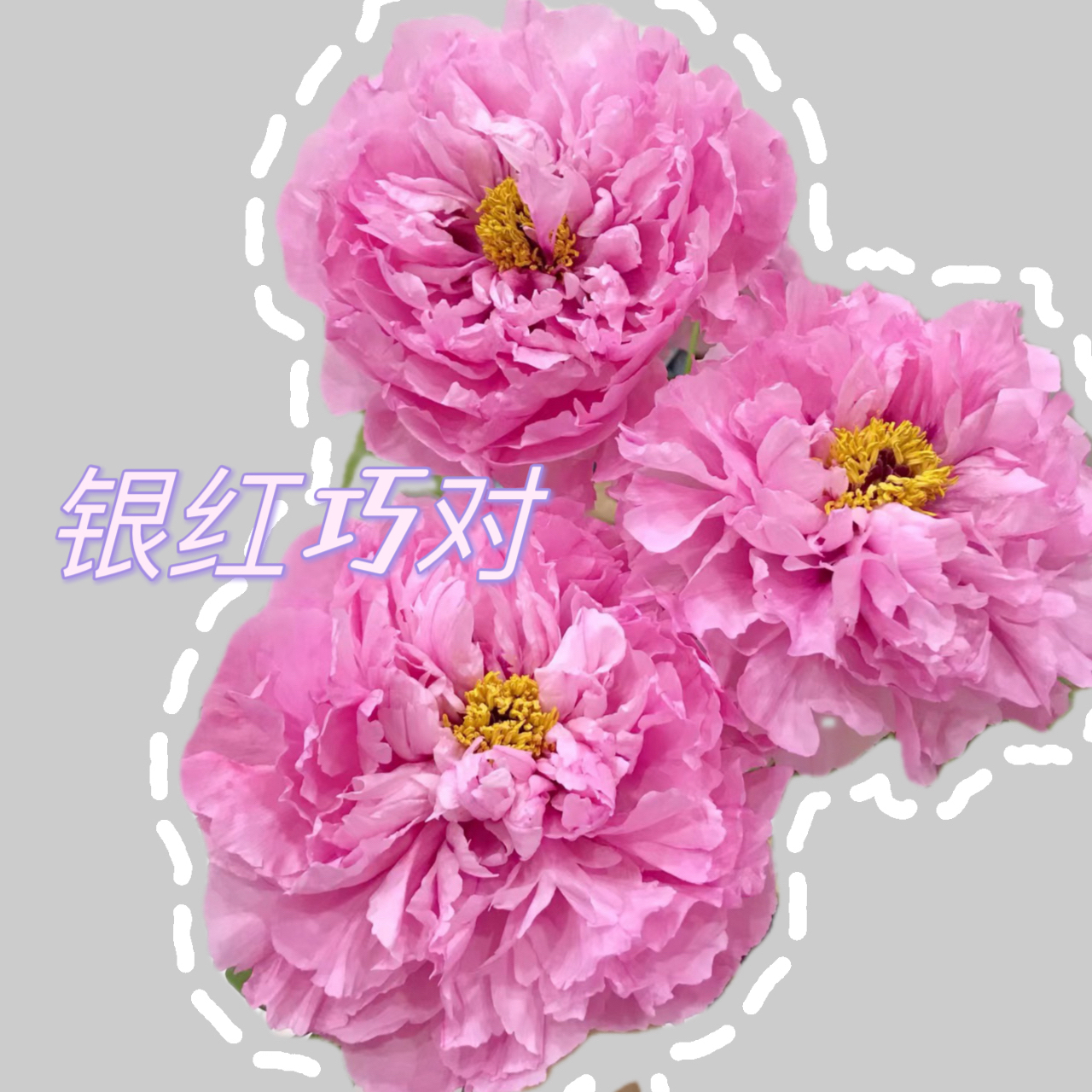【银红巧对】粉色系牡丹 洛阳基地直达包邮到家