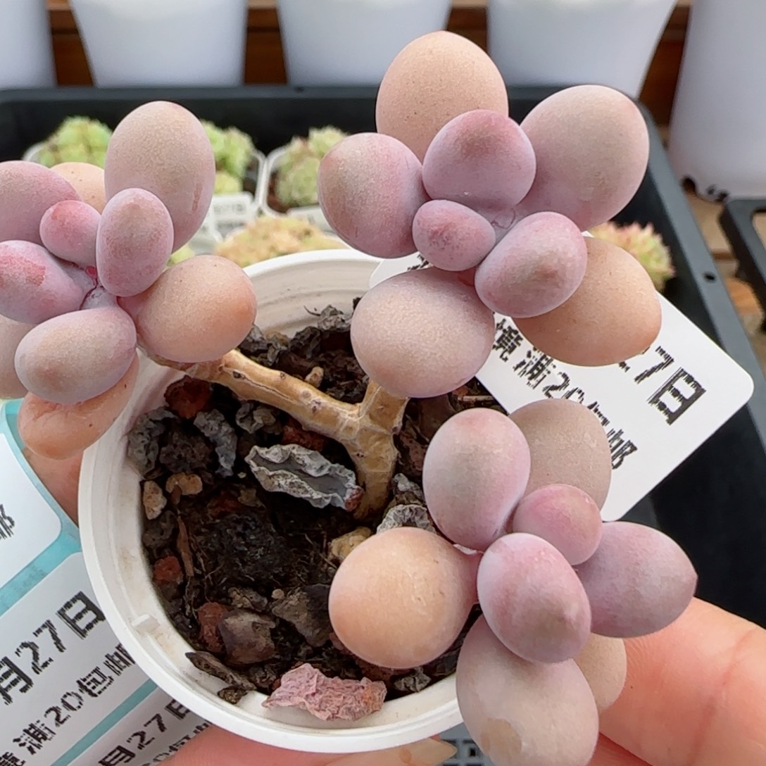 花语逸镜0827-104