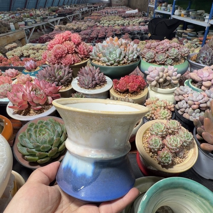 特价花盆满50发货内口11