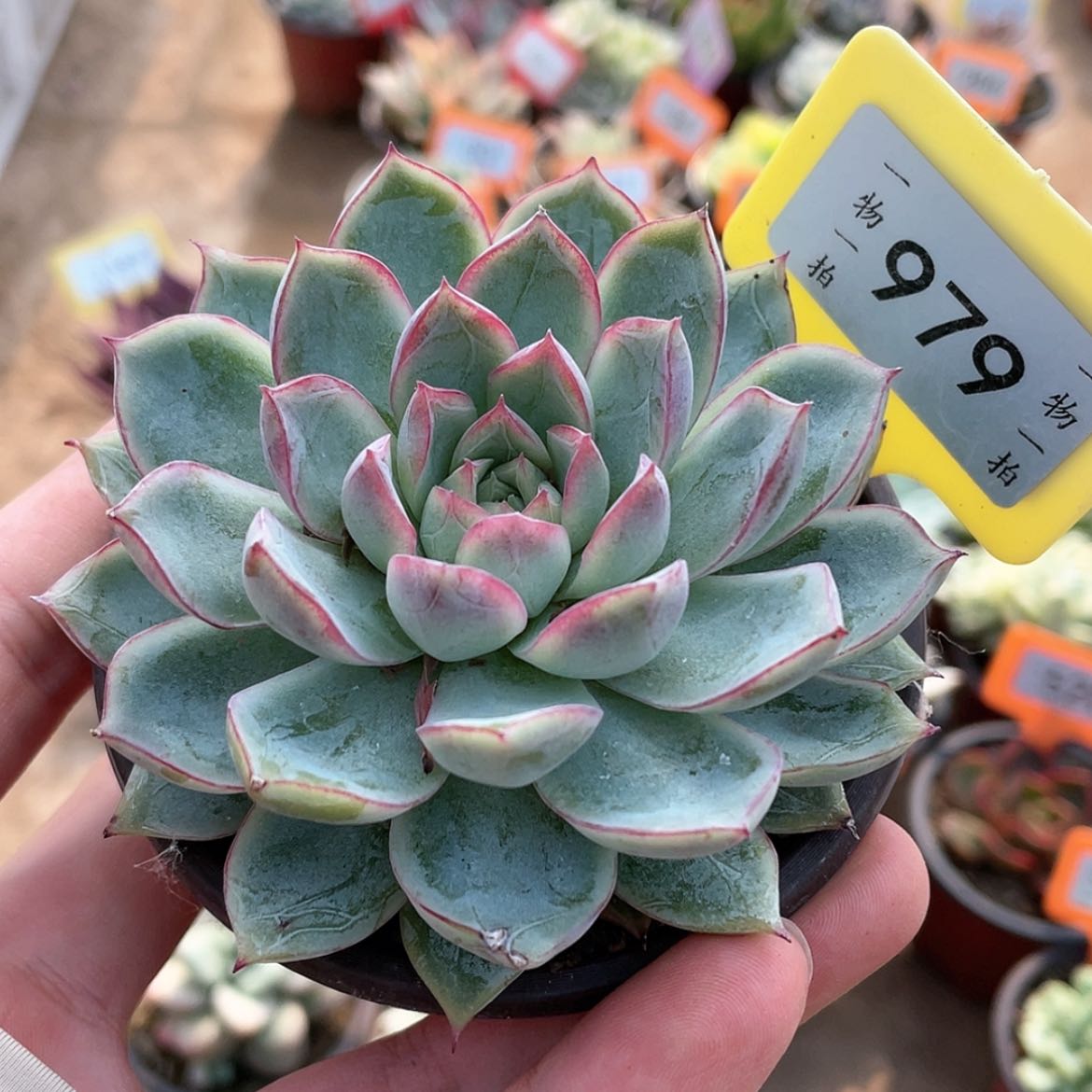 【闪购商品】无花朵979