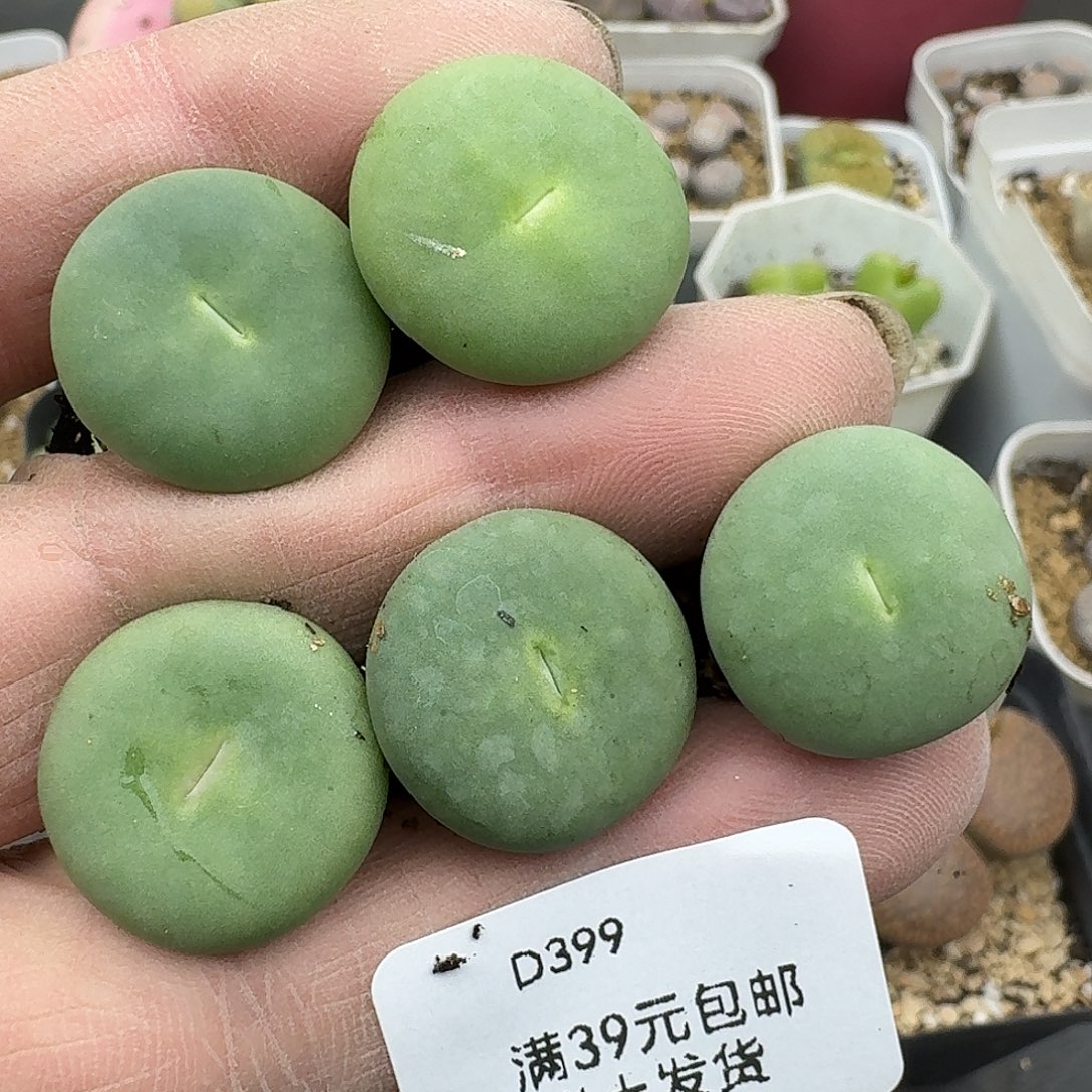 399多肉平均2厘米左右多肉