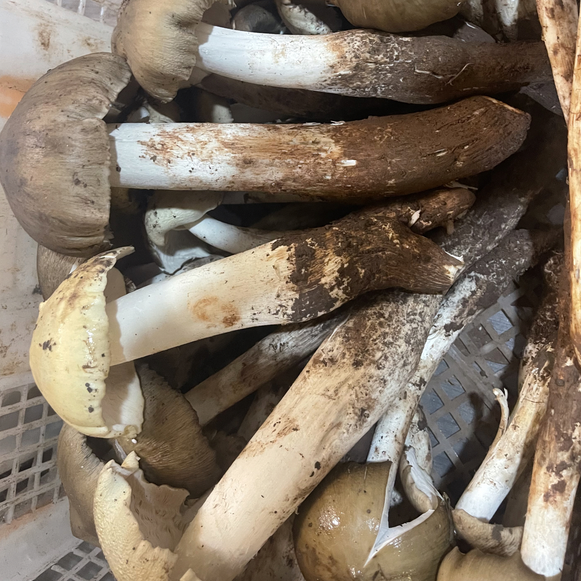 西西妹野生鸡枞菌精品半开