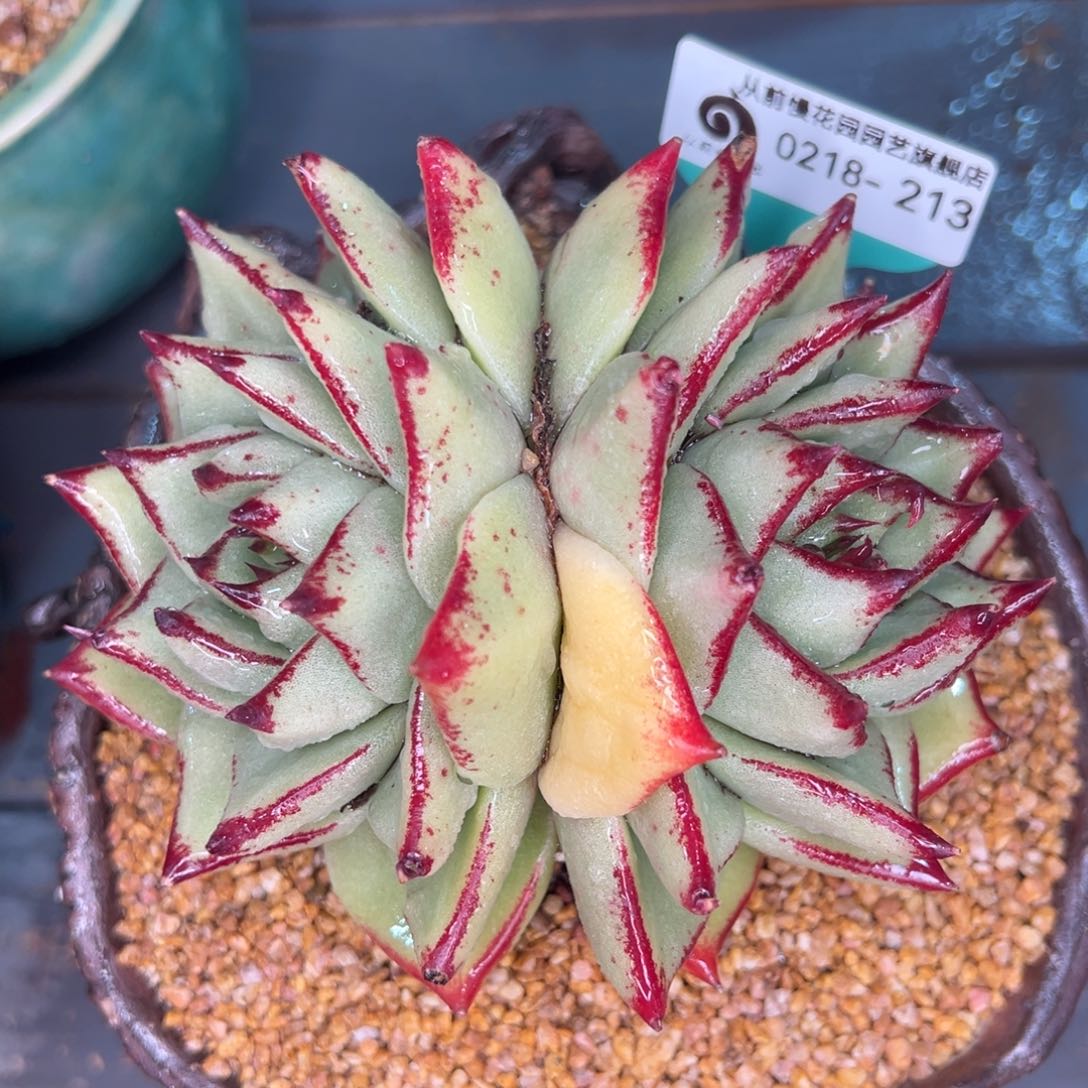 从前慢多肉精选编号0218.213