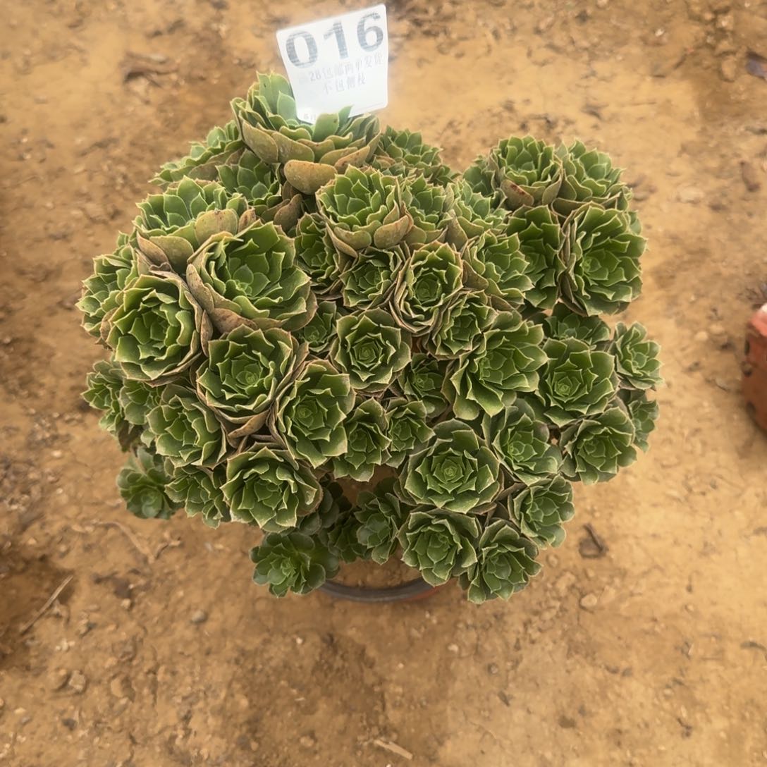 拈**笑16号绿杨蓉清棚不包损