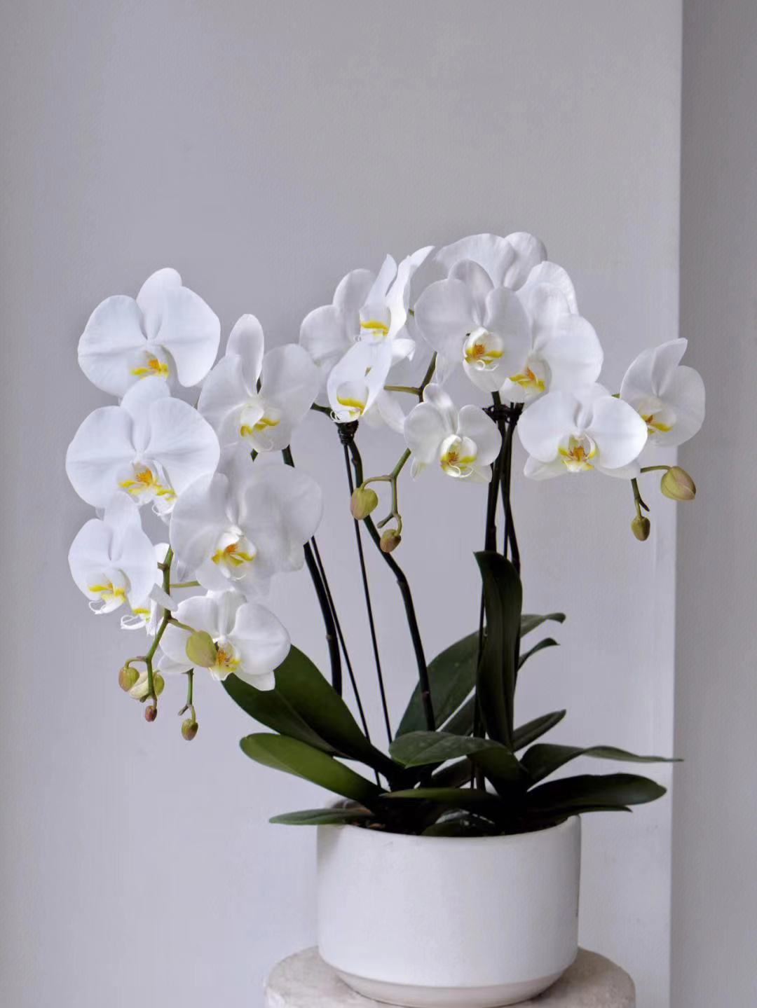 【大白V3】蝴蝶兰苗【拍两颗包邮】基地直发