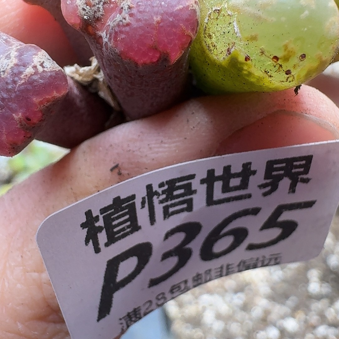 多肉植物的人啊gjjm