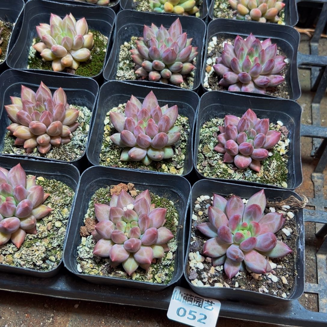 松***妈052多肉植物和植物在这里