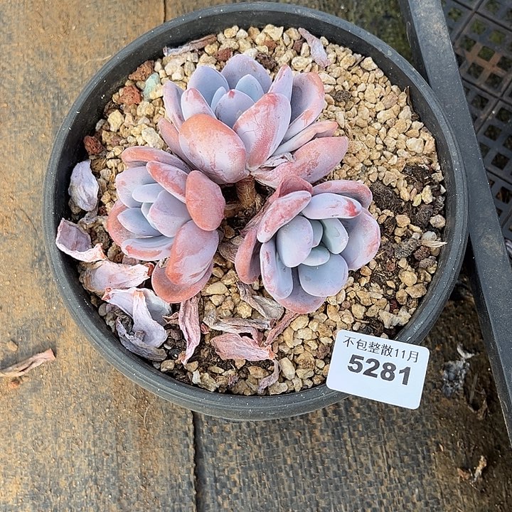 ღ***'阿雅园艺。        5281粉兔