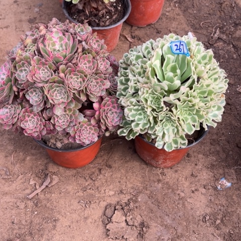 267多肉植物组合，