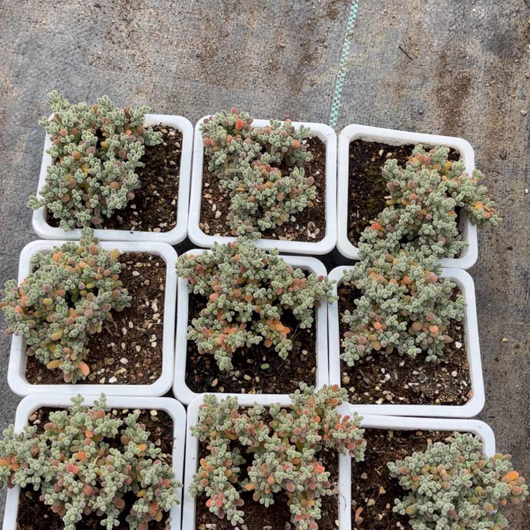 008冰晶优选枝干番杏